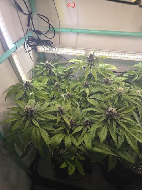 Purple haze FastBuds. Week 7