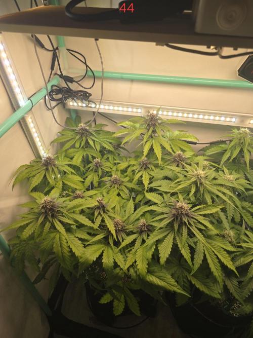 Purple haze FastBuds. Week 7