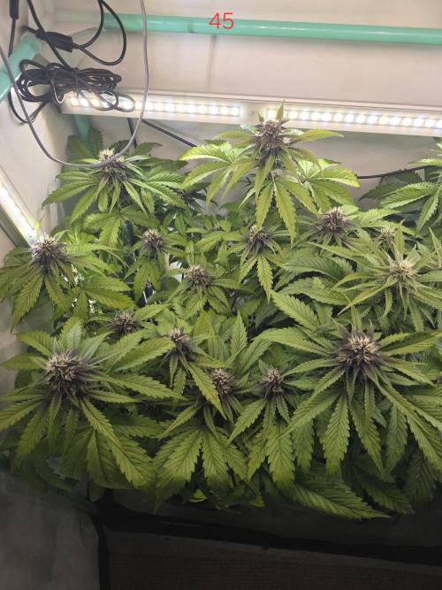 Purple haze FastBuds. Week 7