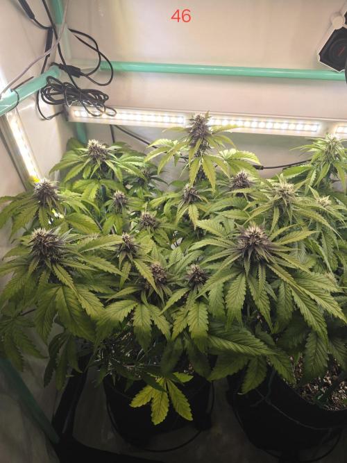Purple haze FastBuds. Week 7
