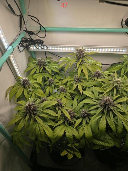 Purple haze FastBuds. Week 7