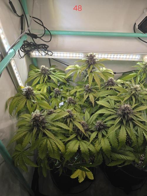 Purple haze FastBuds. Week 7