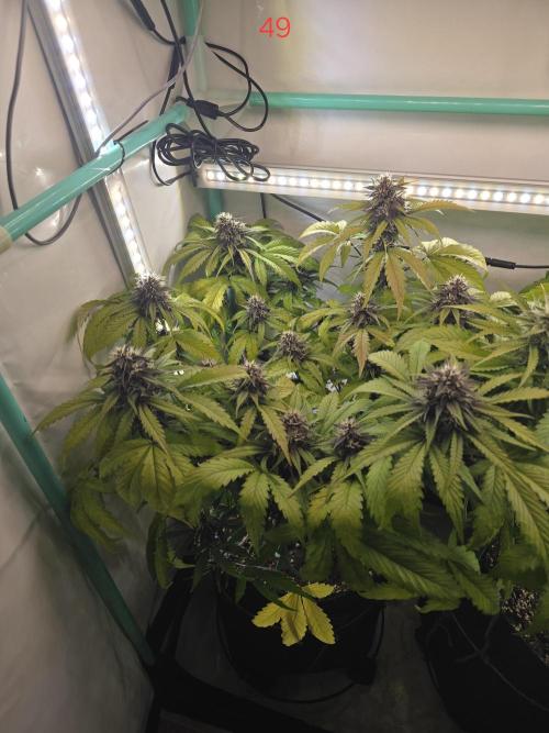 Purple haze FastBuds. Week 7
