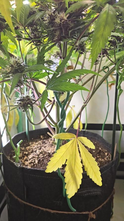 Purple haze FastBuds