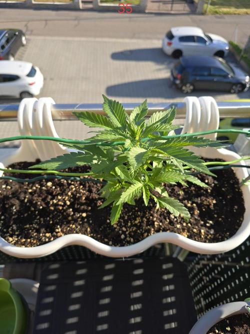 Cerry. Week 5