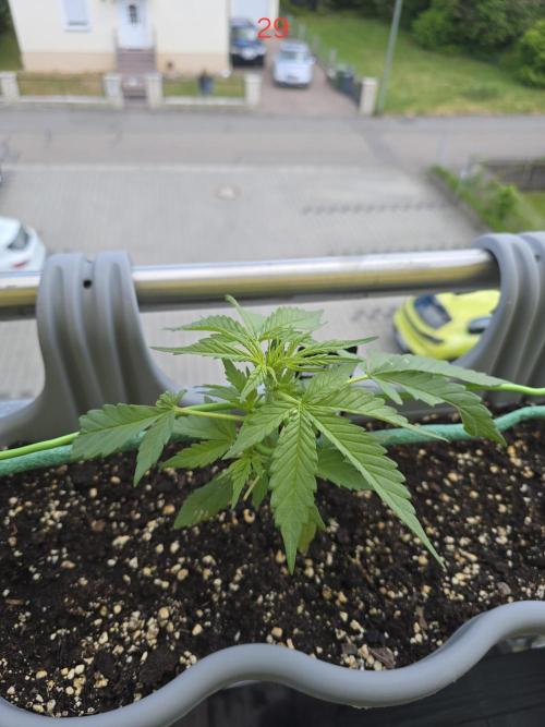 Banana. Week 5