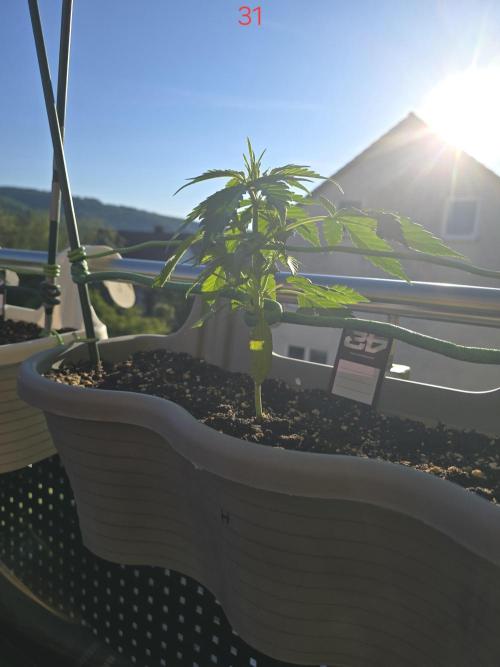 Banana. Week 5