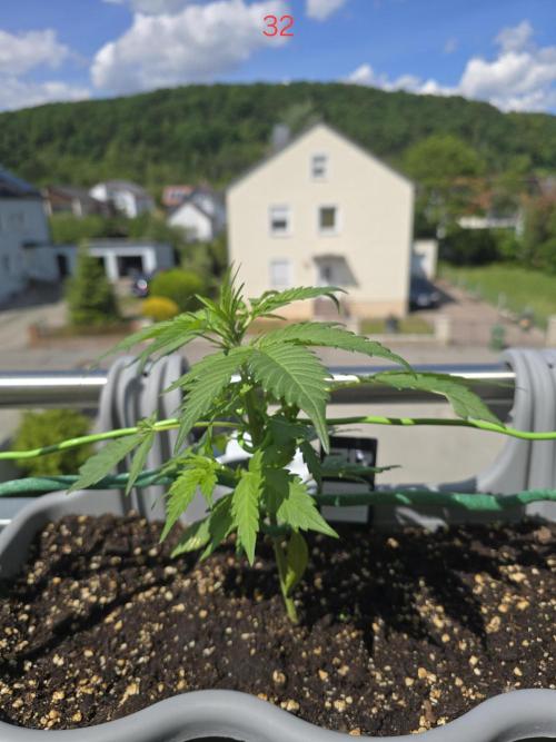 Banana. Week 5