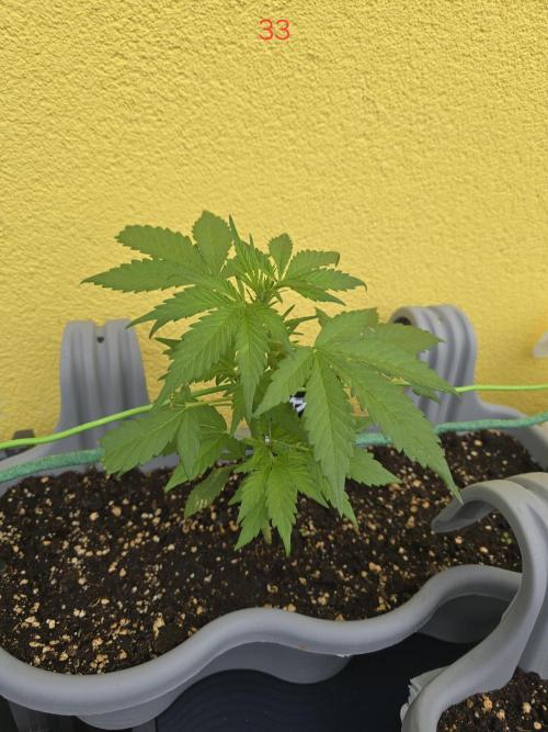 Banana. Week 5