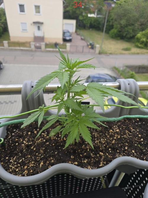 Banana. Week 5