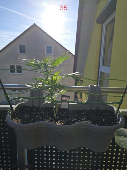 Banana. Week 5
