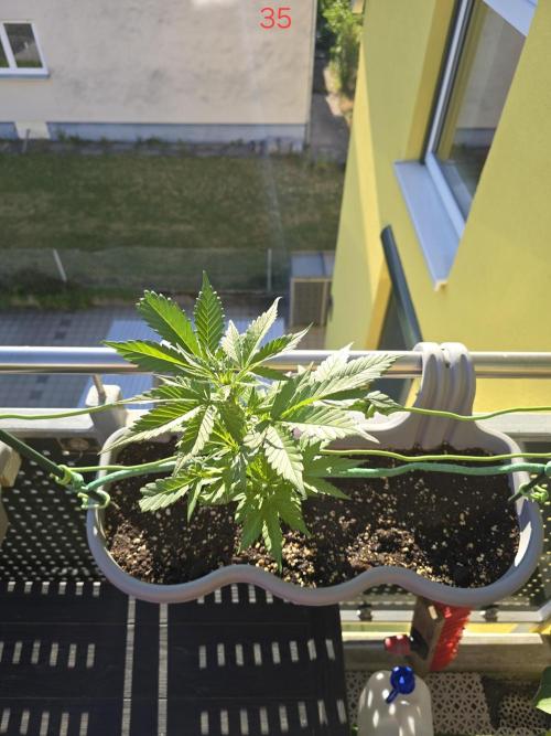 Banana. Week 5