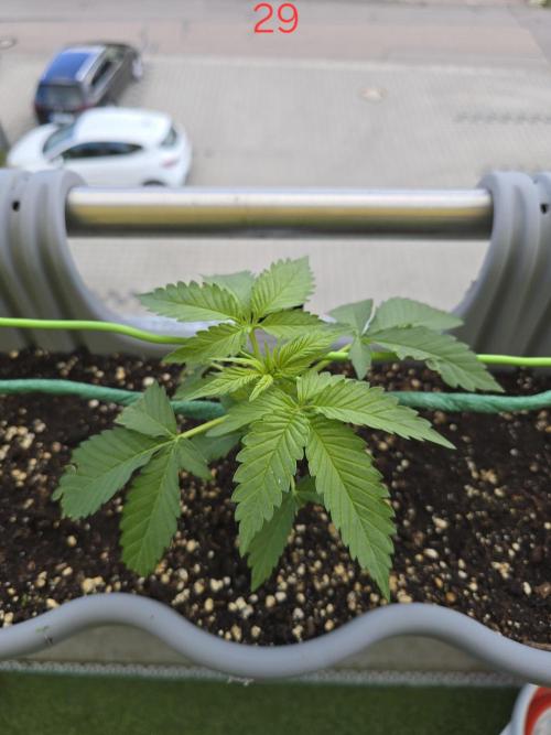 Apple. Week 5