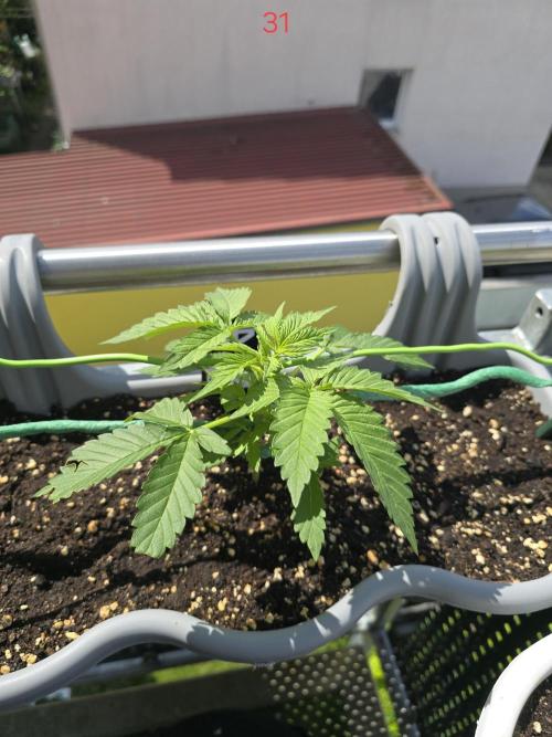Apple. Week 5