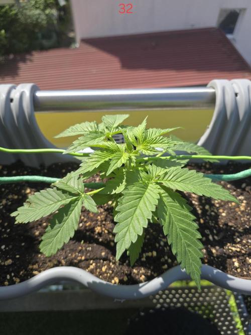 Apple. Week 5