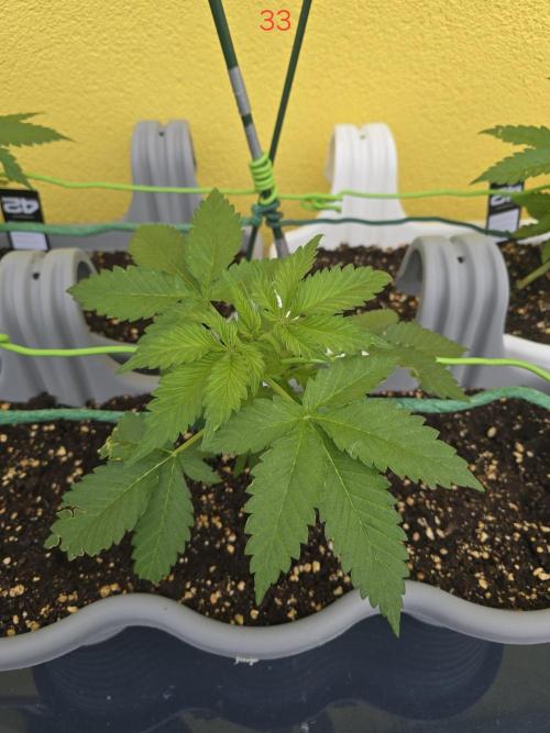 Apple. Week 5