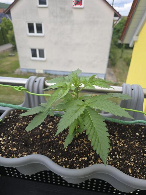 Apple. Week 5