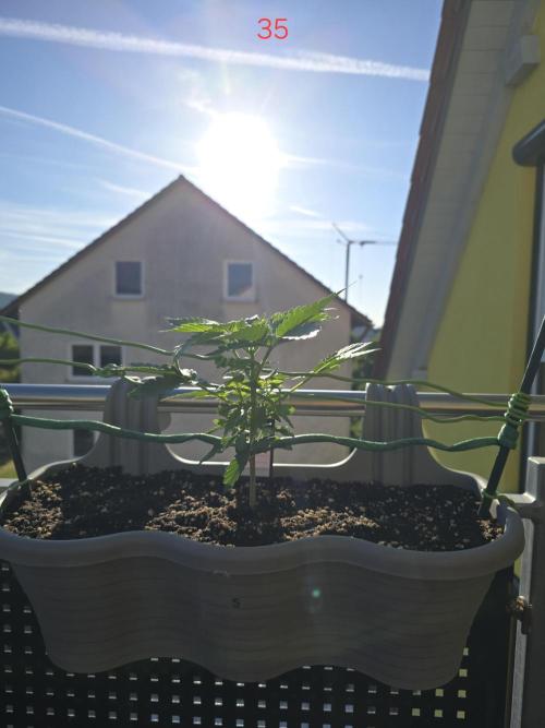 Apple. Week 5