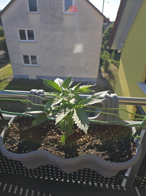 Apple. Week 5