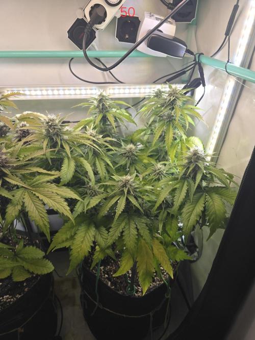 Frostbanger FastBuds. Week 8