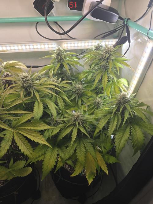Frostbanger FastBuds. Week 8