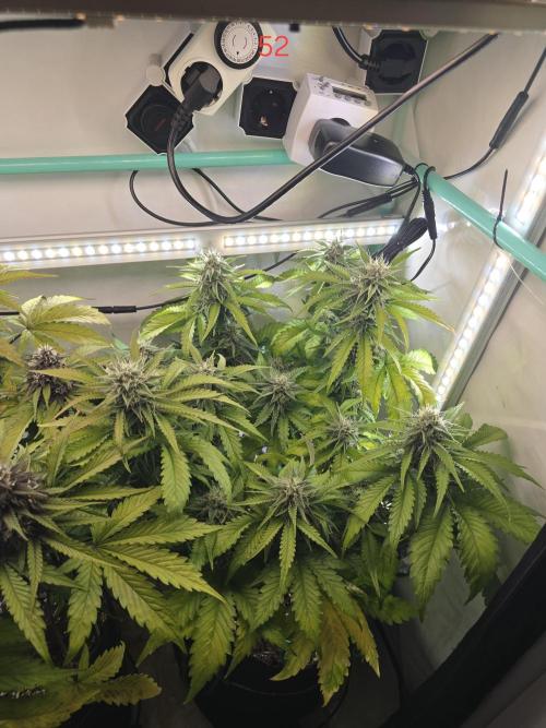 Frostbanger FastBuds. Week 8
