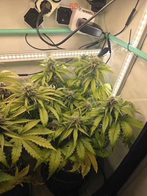 Frostbanger FastBuds. Week 8