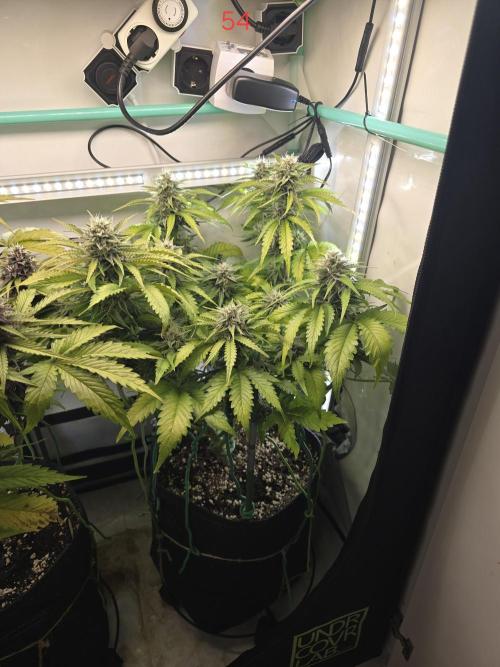 Frostbanger FastBuds. Week 8