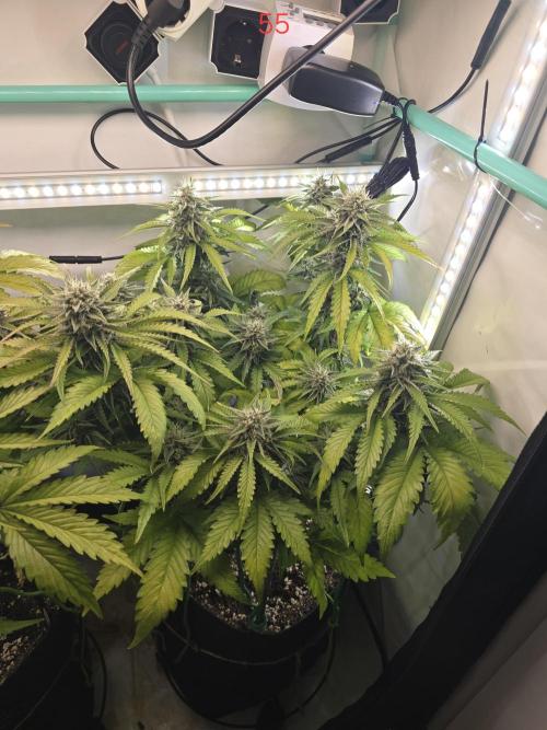 Frostbanger FastBuds. Week 8