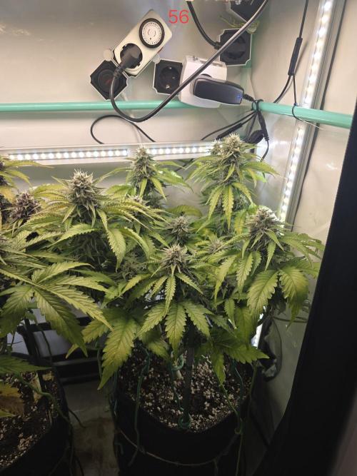 Frostbanger FastBuds. Week 8