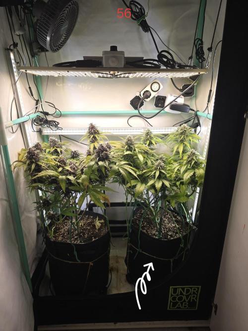 Frostbanger FastBuds. Week 8