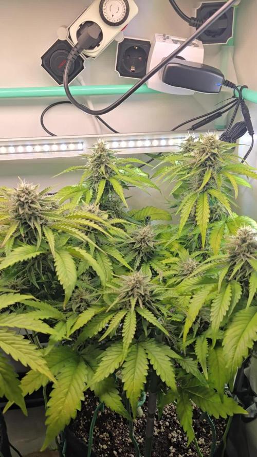 Frostbanger FastBuds