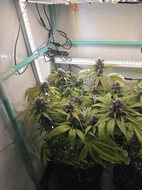 Purple haze FastBuds. Week 8