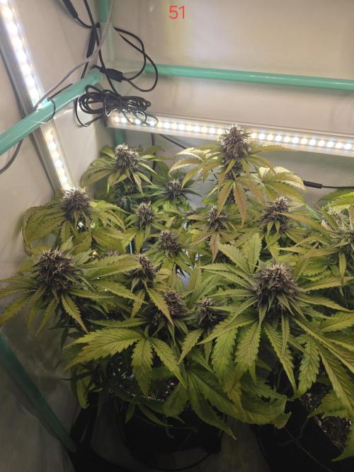 Purple haze FastBuds. Week 8