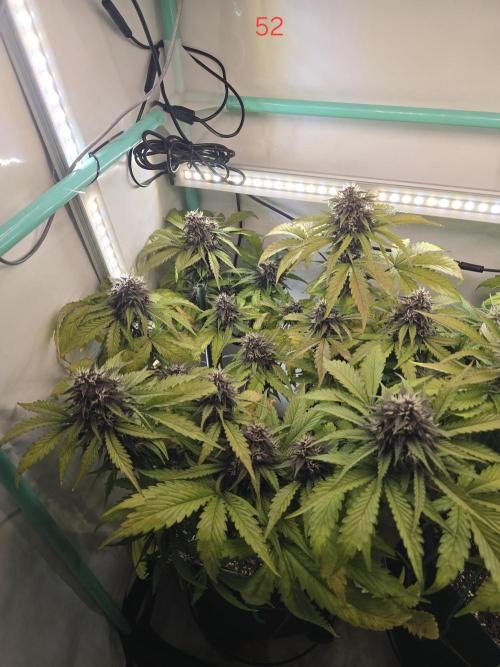 Purple haze FastBuds. Week 8