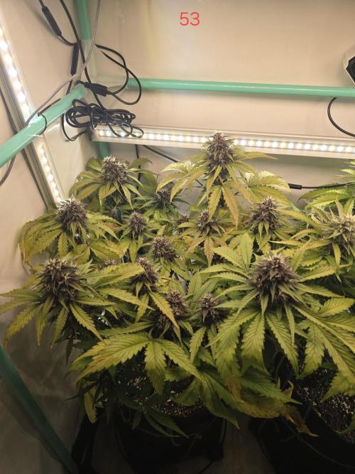 Purple haze FastBuds. Week 8
