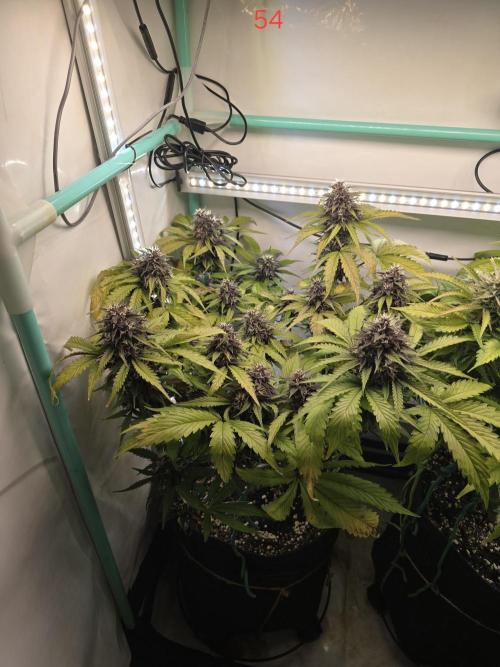 Purple haze FastBuds. Week 8