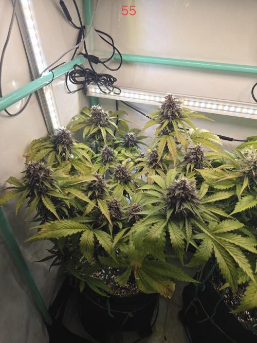 Purple haze FastBuds. Week 8