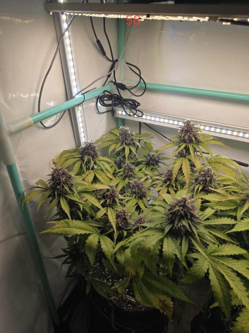 Purple haze FastBuds. Week 8