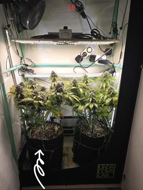 Purple haze FastBuds. Week 8