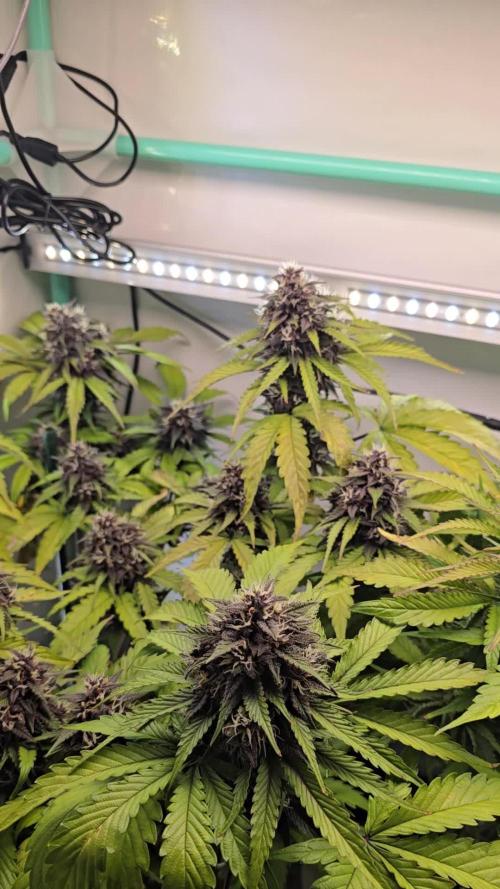 Purple haze FastBuds