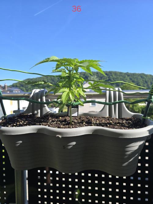 Apple. Week 6