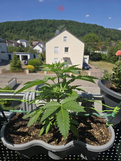 Apple. Week 6