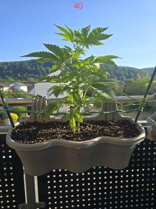 Apple. Week 6