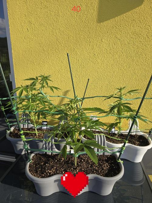 Apple. Week 6