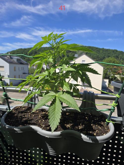 Apple. Week 6