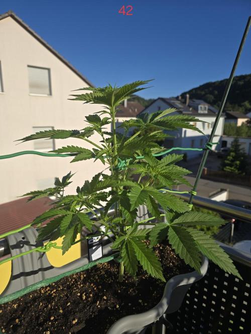 Apple. Week 6