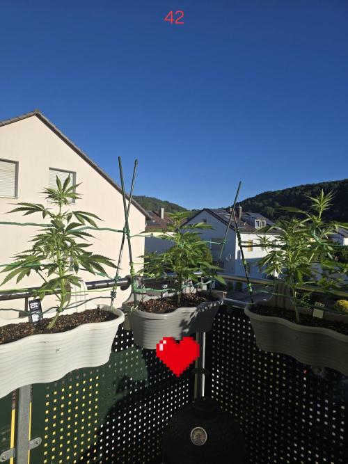 Apple. Week 6