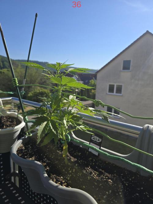 Banana. Week 6