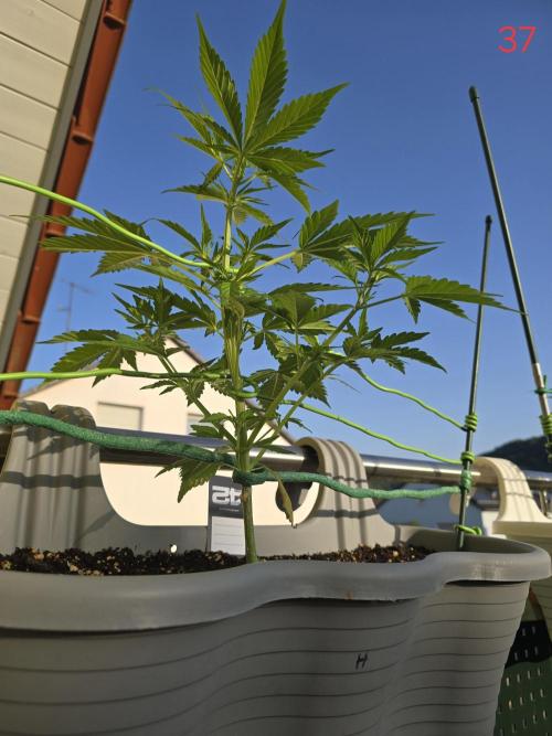Banana. Week 6